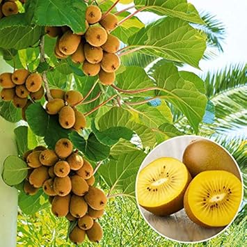 Green Kiwi Heirloom Non Gmo Image