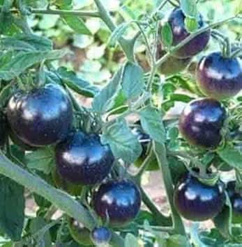 Deep Purple Tomato Seeds for Planting
