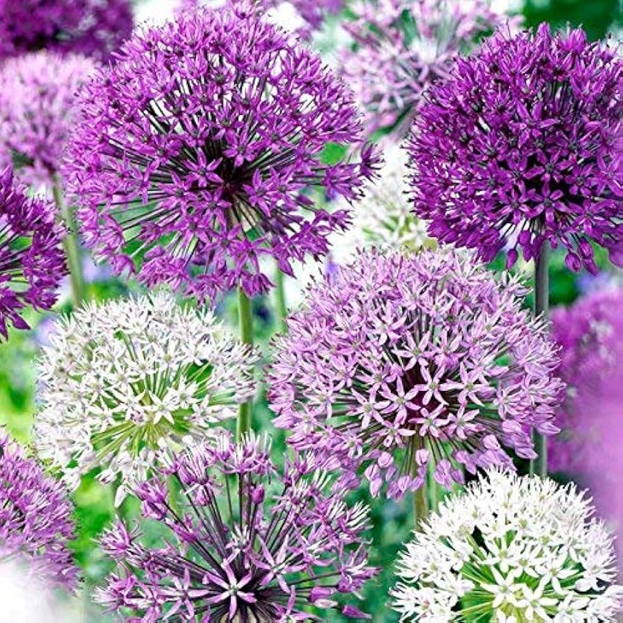 Allium Bulbs - Graceful Mix