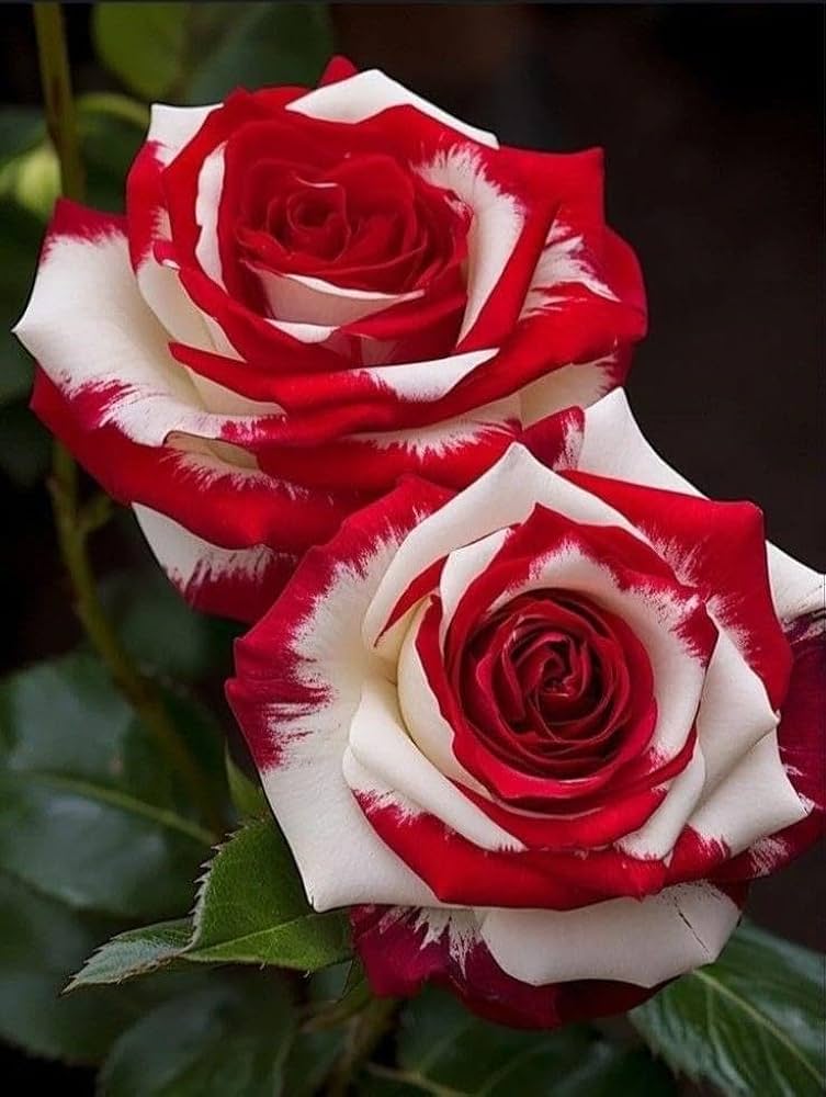 Osiria Rose Purple Seeds for Planting Home Garden Flower Borders