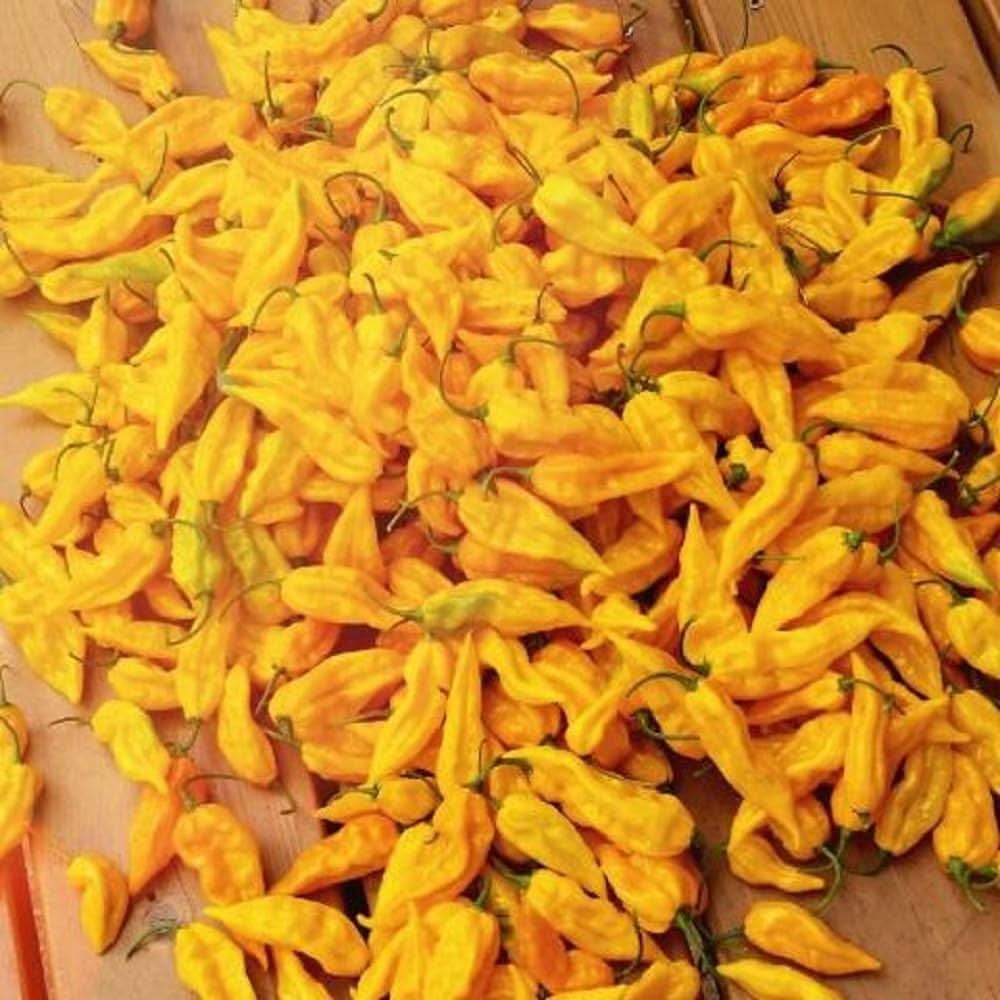 Yellow Bhut Jolokia Pepper Capsicum Chinense Vegetable Seeds for Planting in Kitchen Garden and Containers