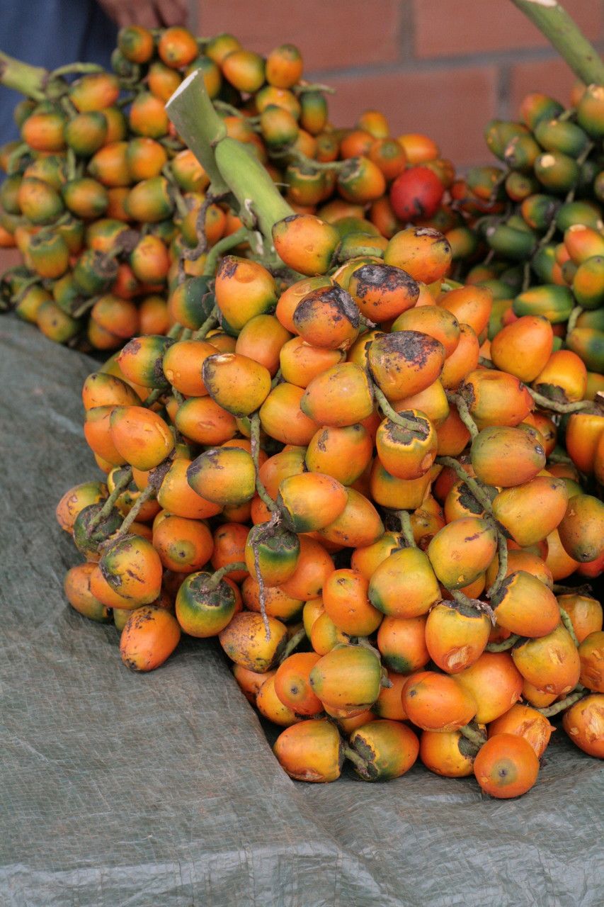 Peach Palm Fruit Seeds