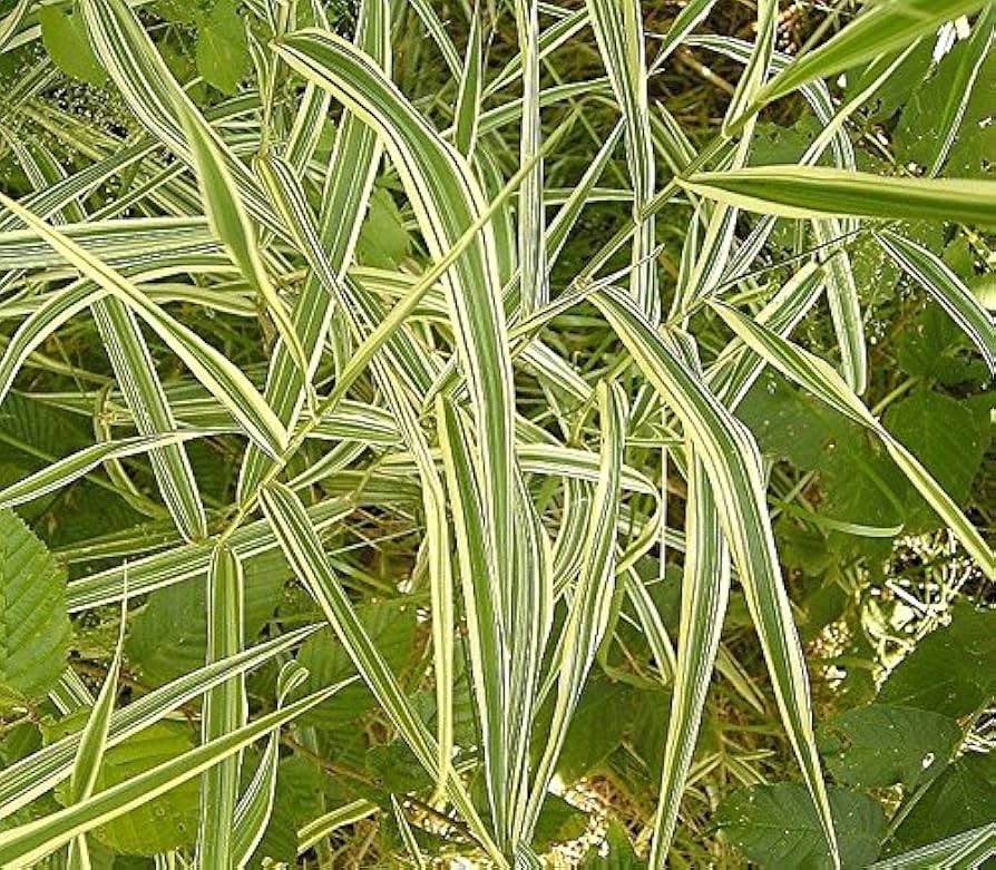 Phalaris Grass Seeds Decorative Ribbon Grass Dharaseeds Phalaris Grass Seeds Decorative Ribbon Grass Dharaseeds