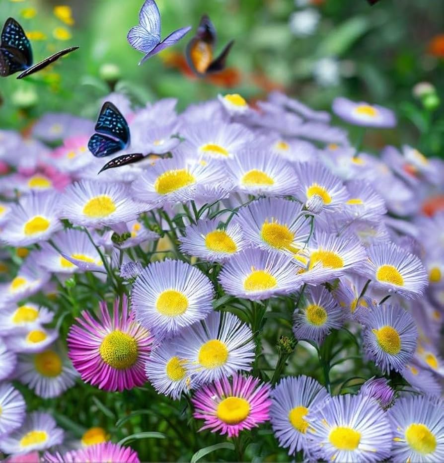 Erigeron Speciosus Erigeron speciosus for planting in flower bed