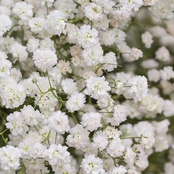 Baby's-Breath Flower Seeds for Planting – Organic, Heirloom, Non-GMO Gypsophila Seeds for planting in your garden.