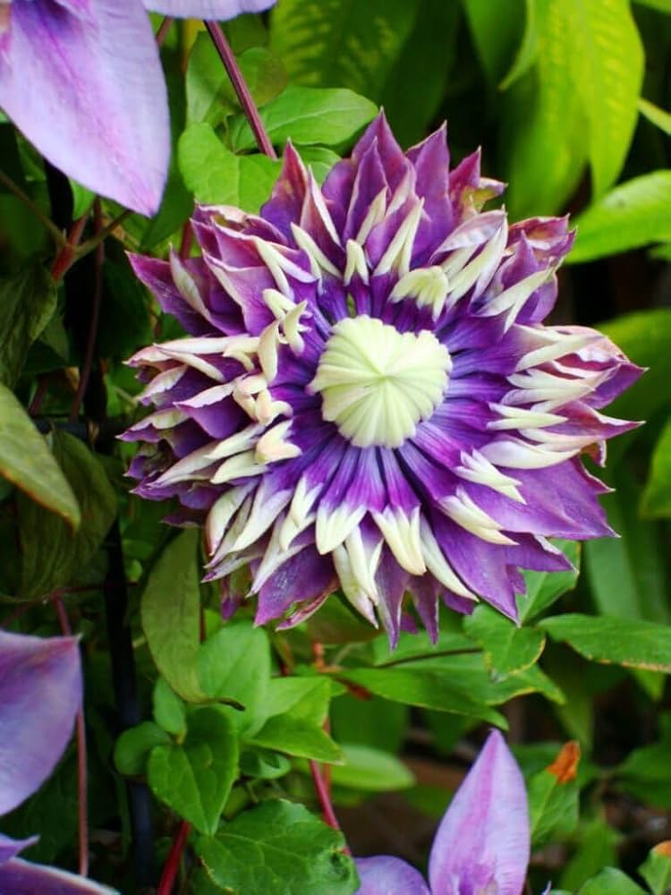 Clematis Seeds Clematis for Planting in Flower Bed & Garden