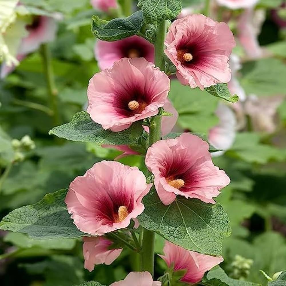 Hollyhock Pale Pink Seeds for Planting – Organic, Heirloom, Non-GMO Flower Seeds