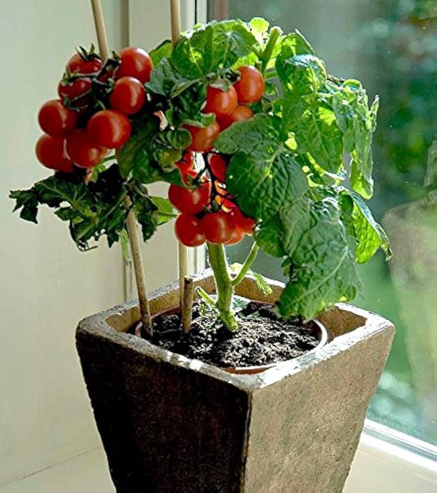 Vegetables Assorted Species Balcony Bonsai Vegetable Seeds for Planting – Ideal for Small Space Gardening and Containers