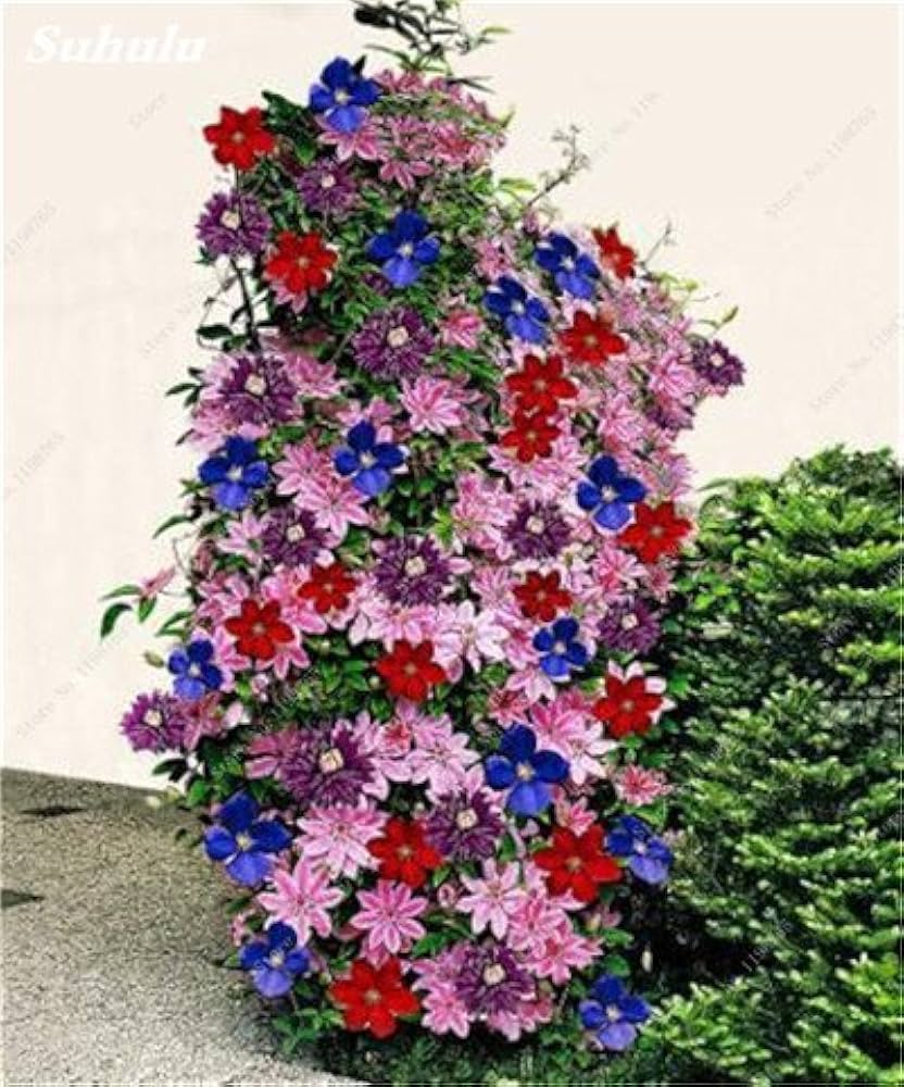 Clematis Bonsai Seeds – Seeds, Flowering Climbing Plant