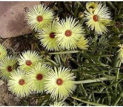 Yellow Cephalophyllum Pillansii Plant Seeds for Planting - NON GMO Seeds Dhara Seeds