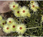 Yellow Cephalophyllum Pillansii Plant Seeds for Planting - NON GMO Seeds Dhara Seeds