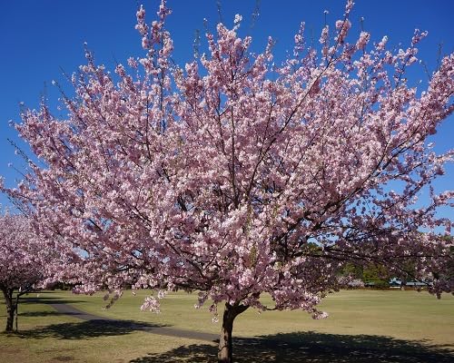 Pink Prunus Pendula Tree
