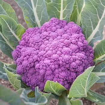 Pink Cauliflower Vegetable Seeds for Planting