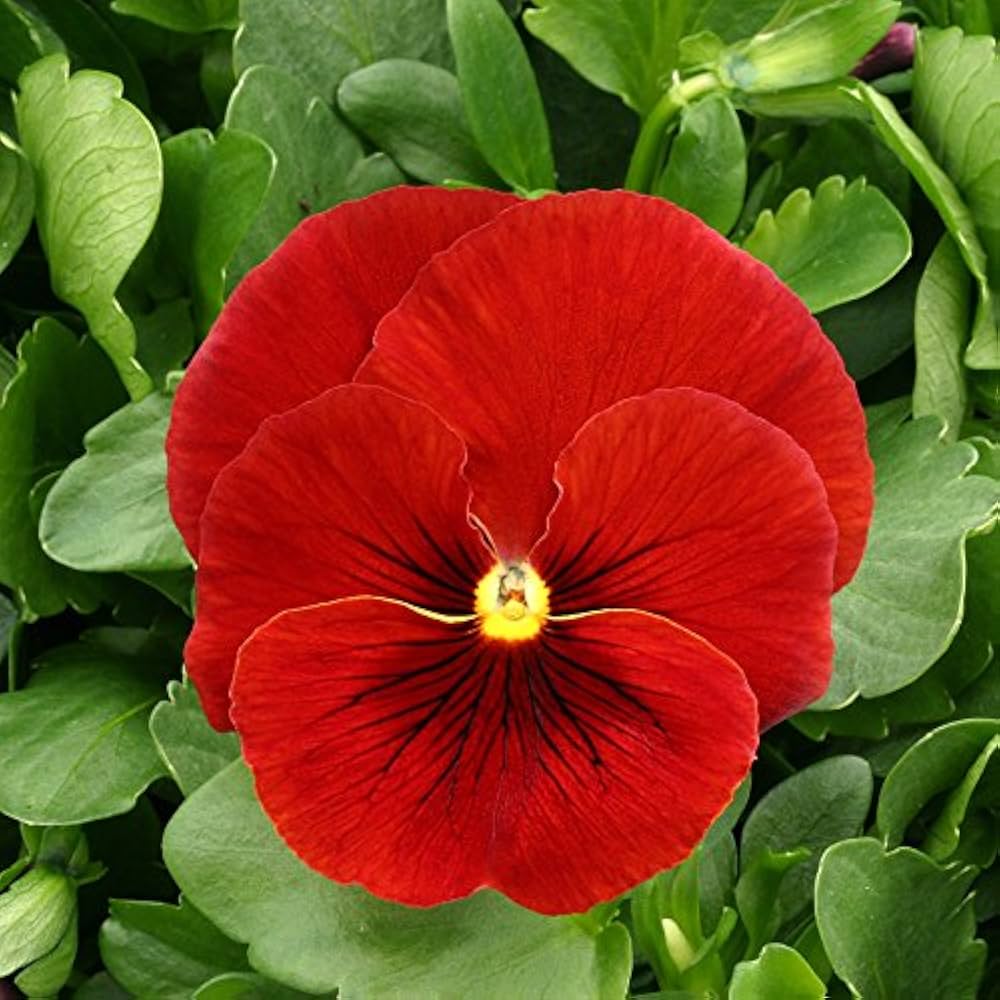 Scarlet pansy flower seeds for planting in gardens