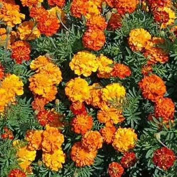 Marigold Flower Seeds for Garden Planting - NON GMO Seeeds Dhara Seeds