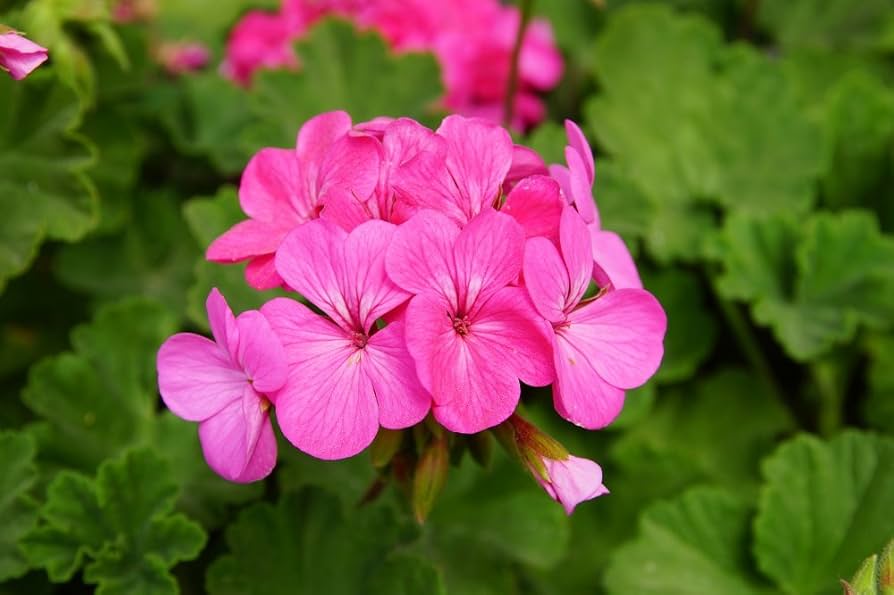 Geranium Pelargonium graveolens Saturn Frosty Rose flower seeds for planting in home garden pots