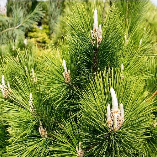 Green Pinus Thunbergii Tree - Heirloom, Non - Gmo Seeds