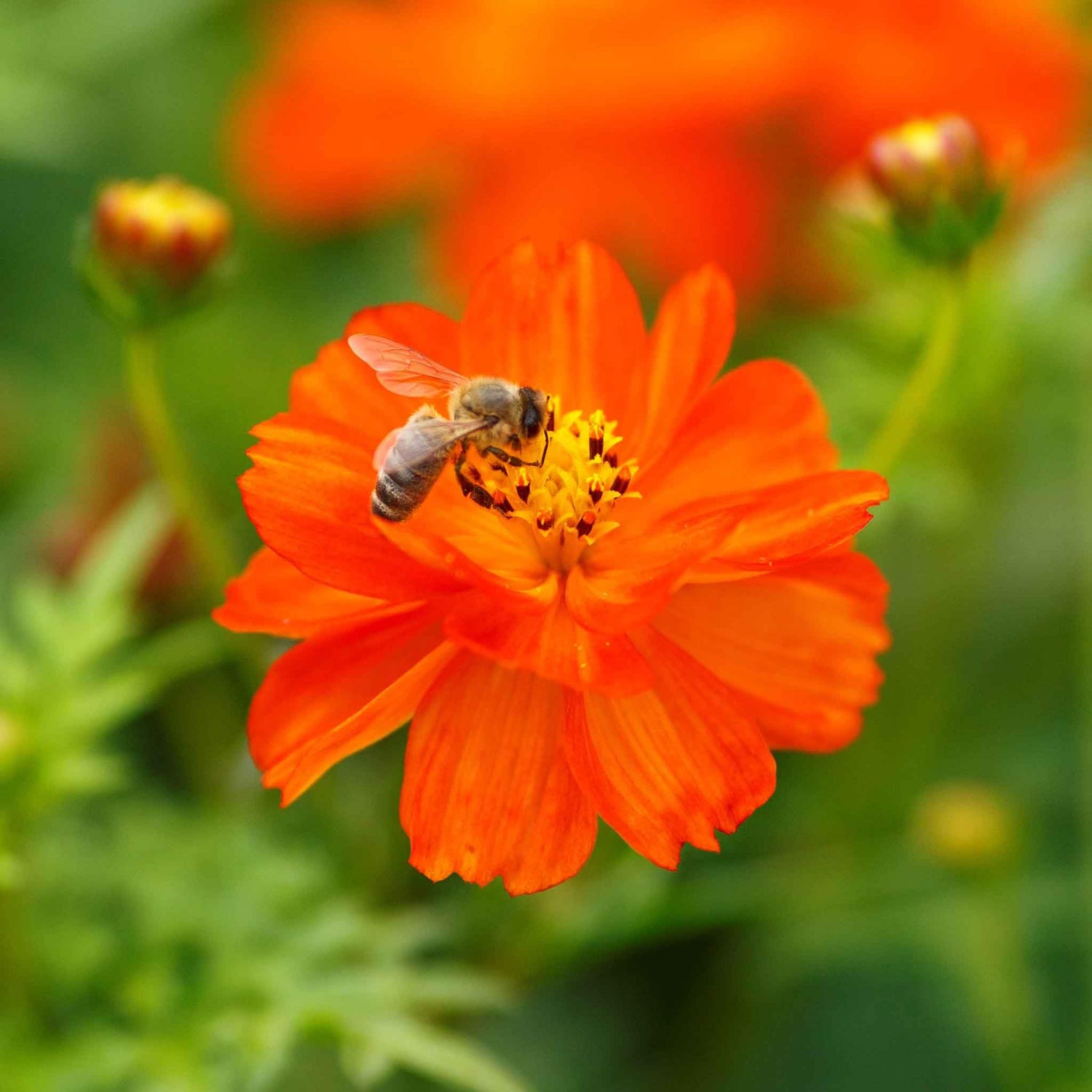 Sulphur Cosmos Seeds - Crest Red