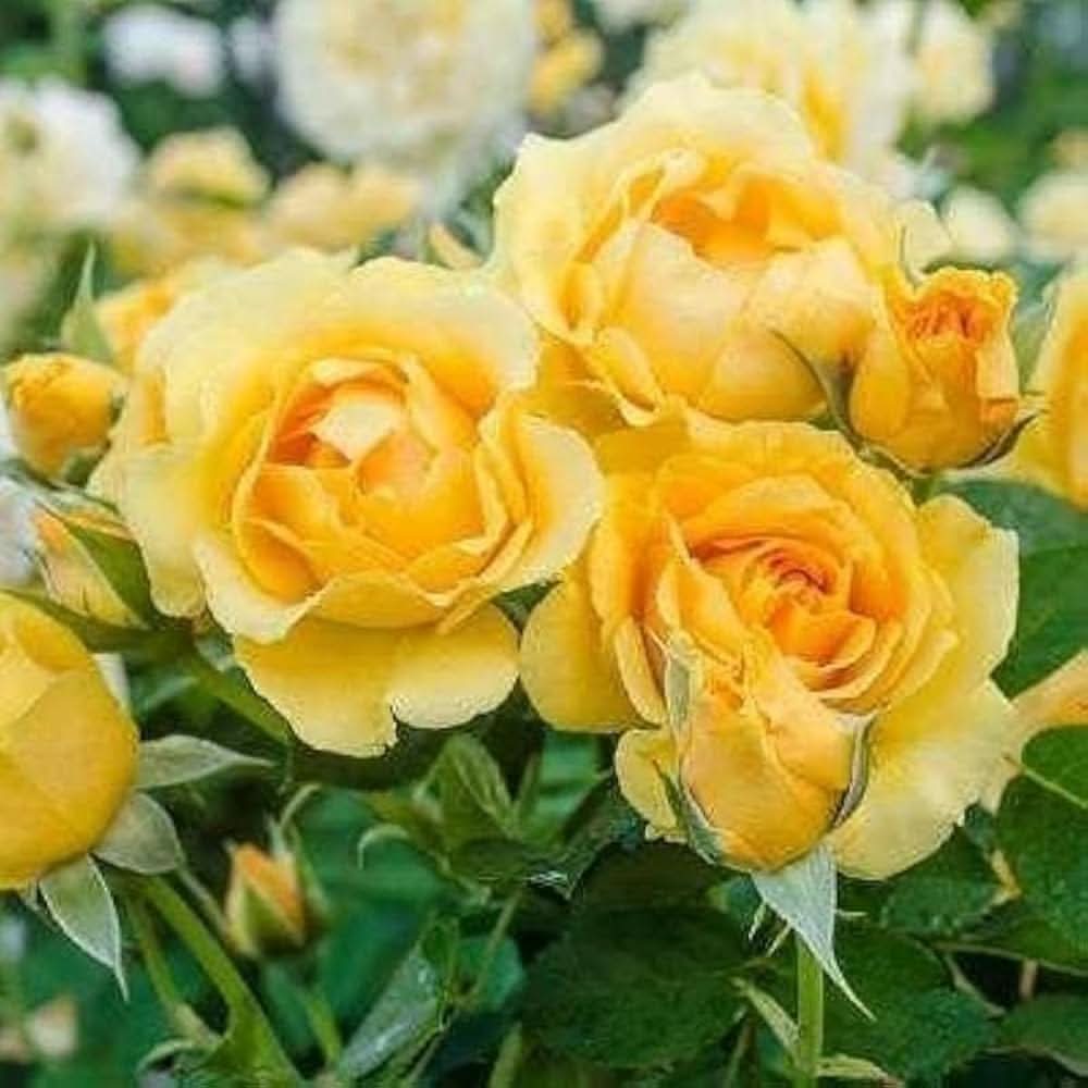 Yellow Rose Rosa Hybrida Flower Seeds for Planting in backyard gardening and indoor pots