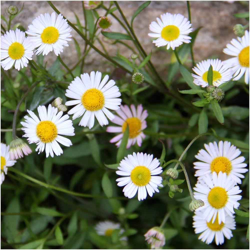 Mixed (Mixed scientific name) for planting in garden
