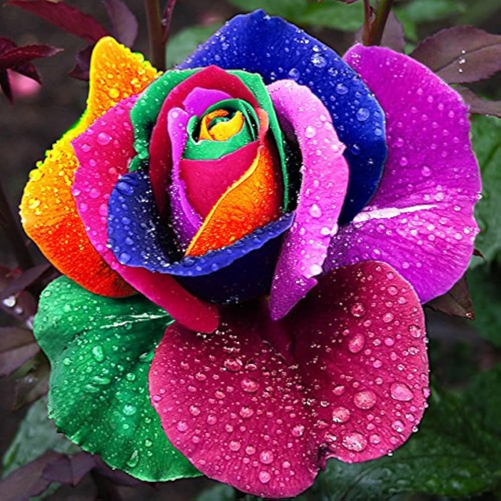 Rainbow Rose Rosa hybrida Greenery Flower Seeds for vertical garden and outdoor pots