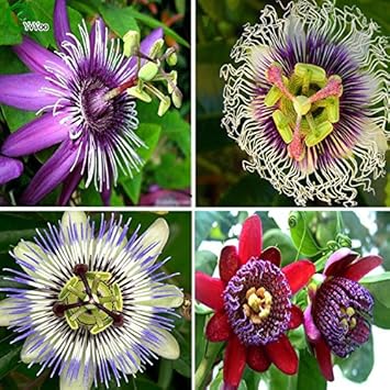 Mixed Passiflora Flower Seeds – Heirloom Non-GMO Seeds for Tropical and Decorative Garden Planting seeds for planting in home garden
