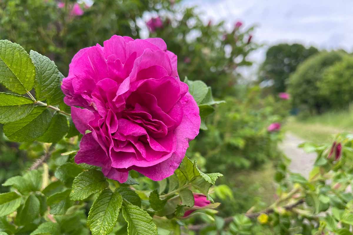 Rose Rosa rugosa Flower Seeds for Pots and Borders