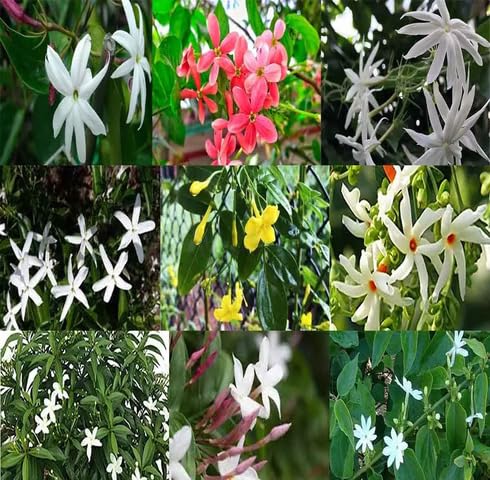 Mixed Jasmine Flower