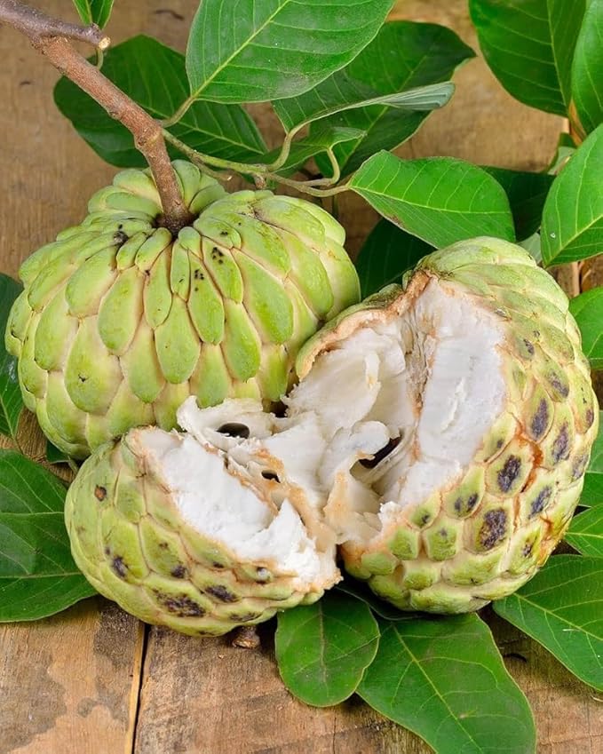 Annona Seeds (Annona spp.) – Exotic Tropical Fruit Trees