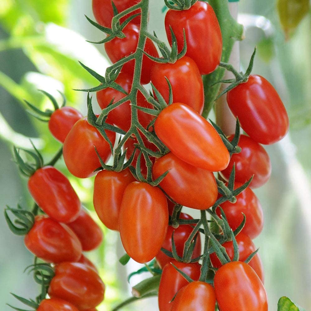 Heirloom Mennonite Tomato Seeds