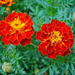 Red Flower Pot Plant Seeds for Planting – NON GMO Seeds for planting in home garden