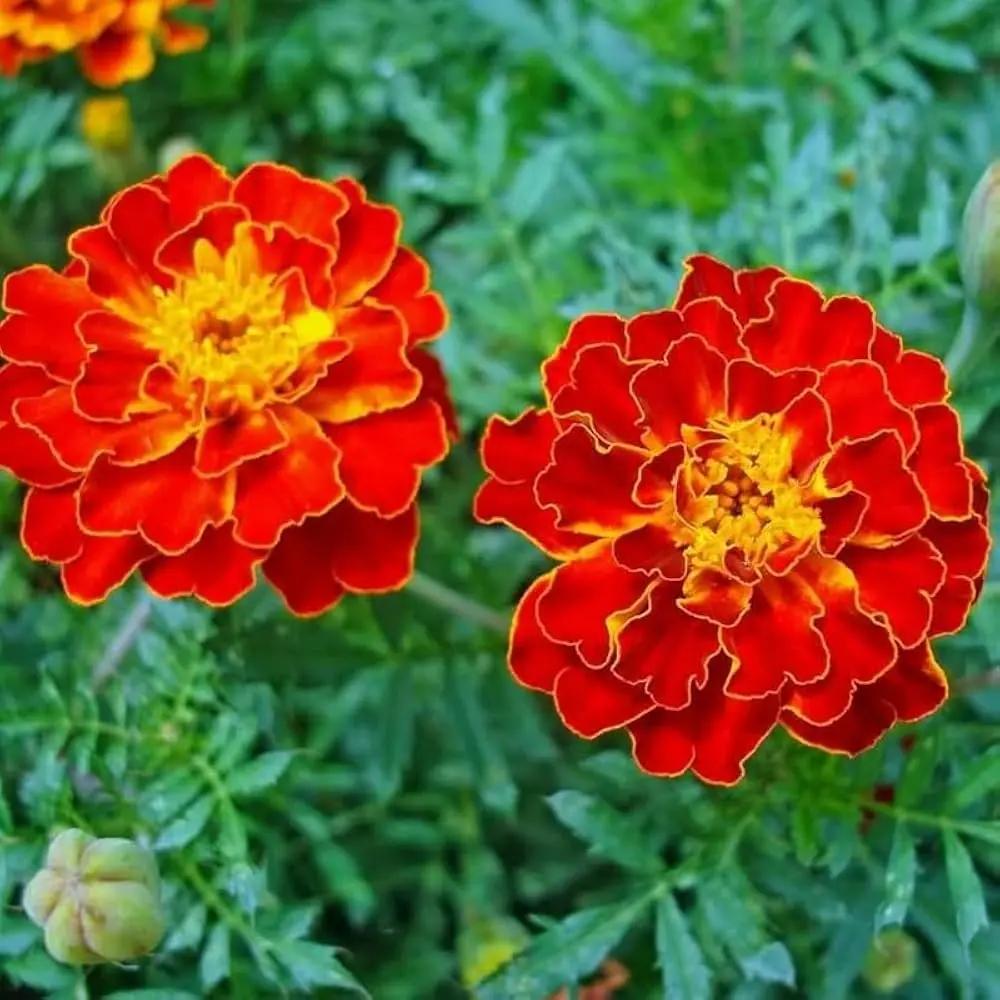 Red Flower Pot Plant Seeds for Planting – NON GMO Seeds for planting in home garden