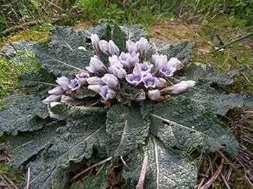 mandragora-autumnalis-black-mandrake-herb-seeds

