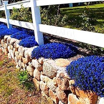 Creeping Thyme - Heirloom, Non - Gmo Seeds