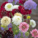 Yellow Scabious Flower Seeds for Planting, 100 seeds for planting in home garden