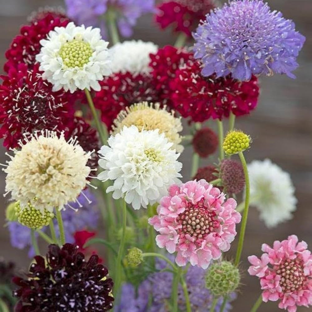 Yellow Scabious Flower Seeds for Planting, 100 seeds for planting in home garden