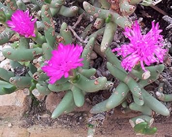Organic Pink Namaquanthus Flower Seeds for Planting – Heirloom, Non-GMO