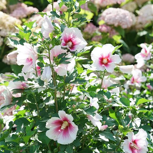 Hibiscus Flower Pink White - Heirloom, Non - Gmo Seeds