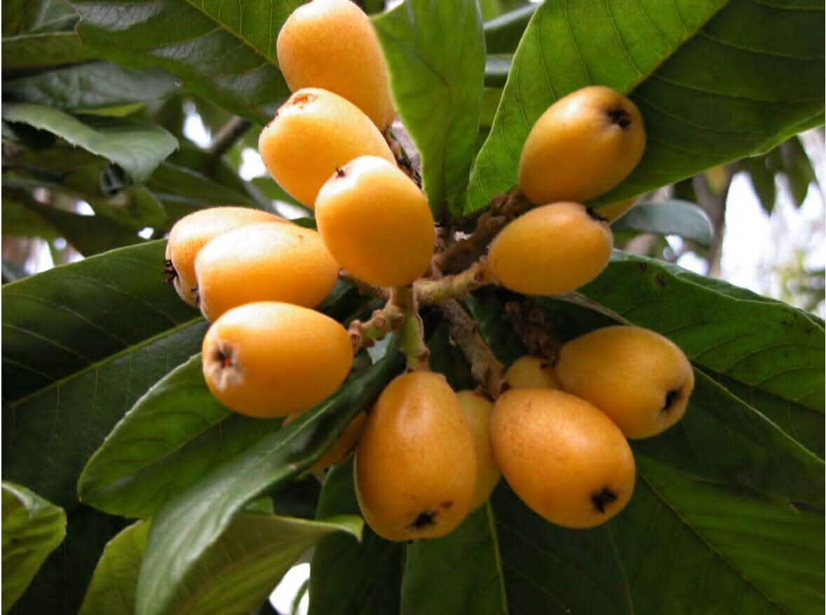 Mispel fruit seeds