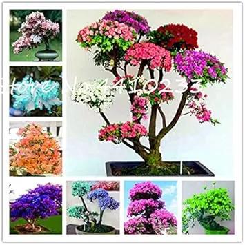 Rhododendron Red Flower Seeds for Planting - NON GMO Seeds Dhara Seeds