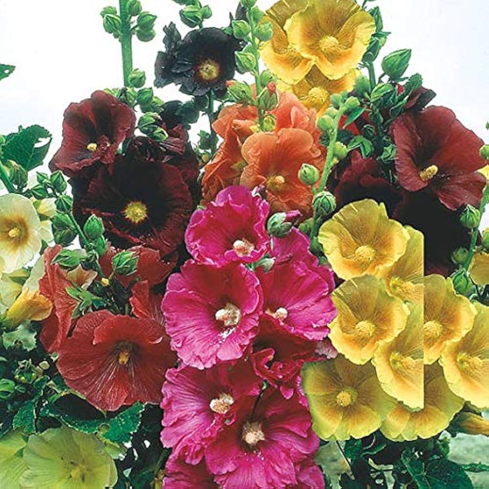 Malve Super-Single-Mix for planting in home garden