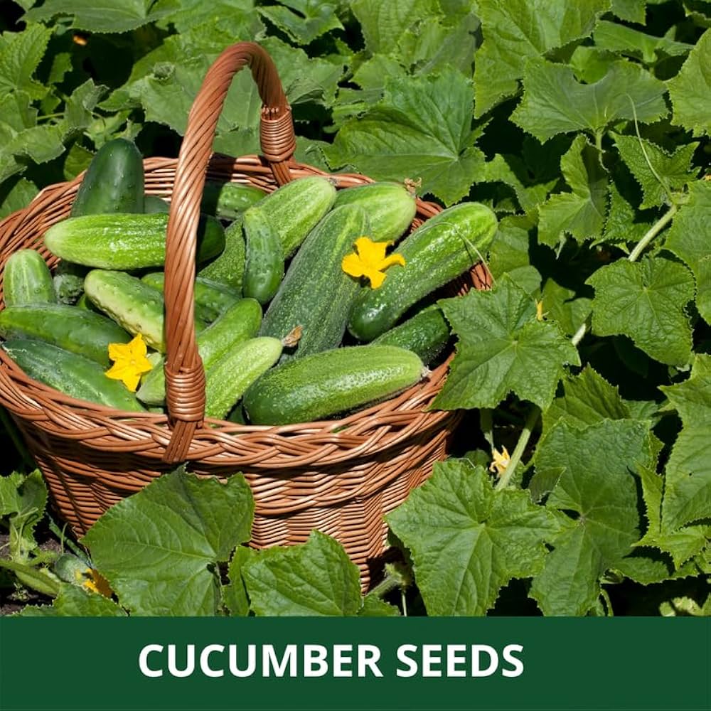Cucumber 'Orzel' Seeds for Garden and Open Soil Planting