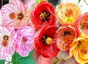 Abutilon hybridum Flowering Seeds For Planting in backyard garden or patio pots