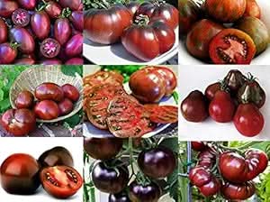 Mixed Seeds Black Tomato Seeds, Mix of 9 Varieties, Heirloom Non-GMO, Black Prince, Cherokee Purple, Black Cherry, Lycopersicon esculentum