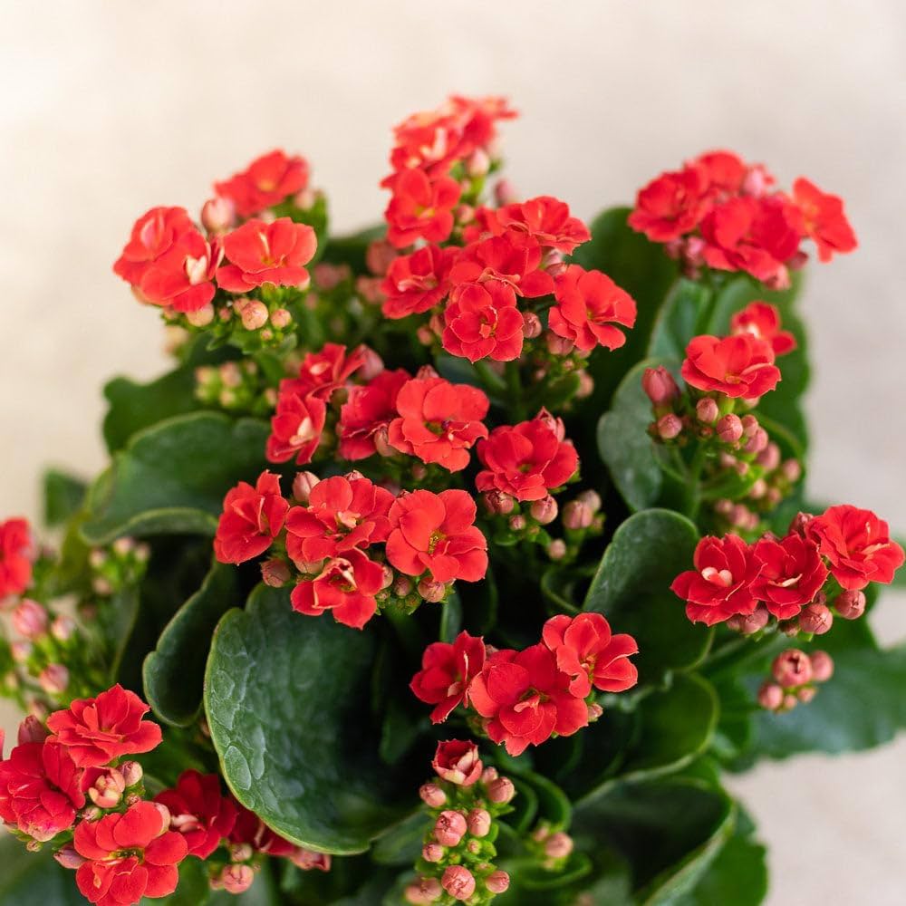 Red Longevity Flower Seeds Kalanchoe Pieces for Mini Succulent Pots