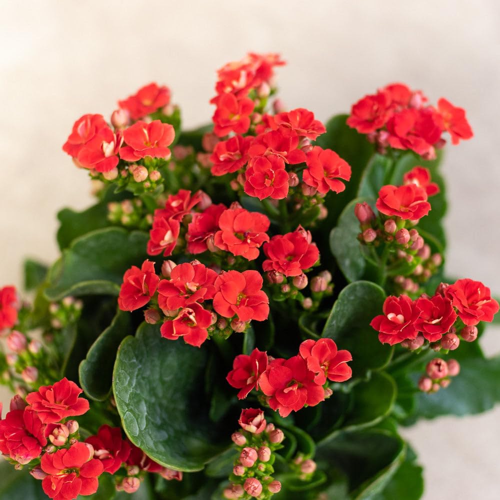 Organic Red Kalanchoe Humilis Plant Seeds for Planting – Heirloom, Non-GMO for planting in your garden.