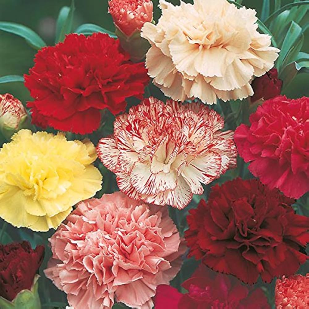Rose Dianthus Carnation Seeds for Planting Garden Borders Urban Spaces