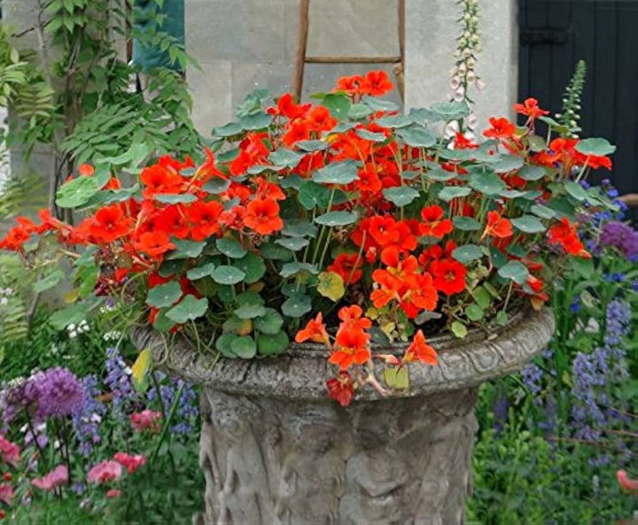 Heirloom Non-GMO Nasturtium Flower Seeds for Planting – Mixed Color Edible Blooms for Garden Borders