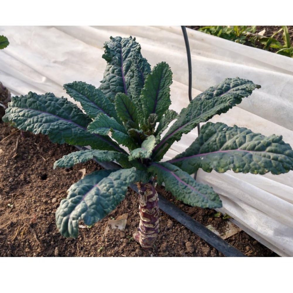 Dazzling Kale Seeds for Planting