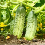 National Cucumber seeds for organic, non-GMO home gardens